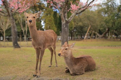 梅と鹿を愛でる時間 春の奈良 片岡梅林 で癒しのお散歩 Oricon News