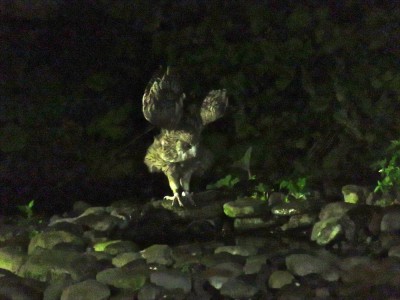 絶滅危惧種 シマフクロウに会える宿 知床 鷲の宿 Oricon News
