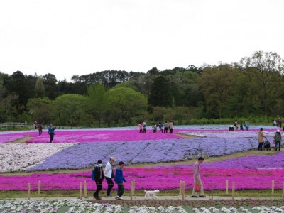 千葉でネモフィラと芝桜を同時に見よう 富田さとにわ耕園 Eltha エルザ