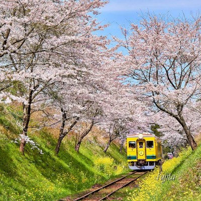 菜の花色の列車から桜の花見！千葉・いすみ鉄道で春の房総満喫