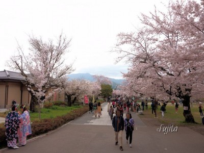 京都 嵐山の桜は中之島公園がおすすめ 夜桜ライトアップも必見 Oricon News