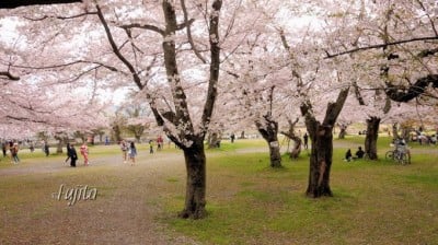 京都 嵐山の桜は中之島公園がおすすめ 夜桜ライトアップも必見 Oricon News