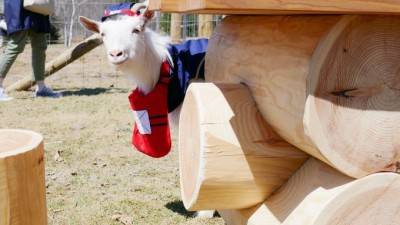 童謡みたい！星野リゾート トマムのヤギの郵便屋さんがカワイイ