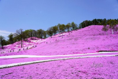 東藻琴芝桜公園の絶景５選 北海道 大空町の芝桜名所は必見 Oricon News