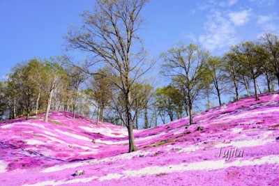 東藻琴芝桜公園の絶景５選 北海道 大空町の芝桜名所は必見 Oricon News