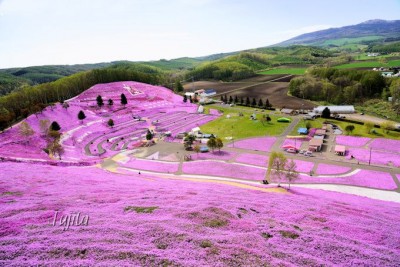 東藻琴芝桜公園の絶景５選 北海道 大空町の芝桜名所は必見 Oricon News