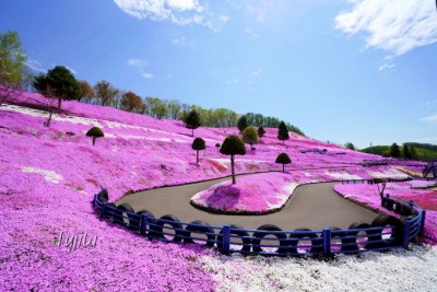 東藻琴芝桜公園の絶景５選 北海道 大空町の芝桜名所は必見 Oricon News