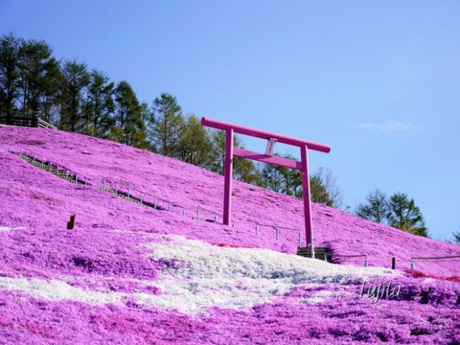 東藻琴芝桜公園の絶景５選 北海道 大空町の芝桜名所は必見 Oricon News