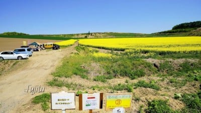 安平町の菜の花は北海道代表級 畑のマップ片手に絶景を探そう Oricon News