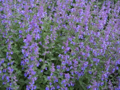 三重 メナード青山リゾート で爽やかな初夏の風とハーブの香りを Oricon News