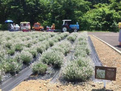 白いラベンダー 美郷雪華 に逢える 秋田県 美郷町ラベンダー園 Oricon News