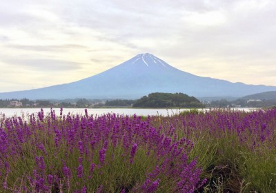 河口湖ハーブフェスティバル」富士山＆ラベンダーの超絶景＋アジサイも