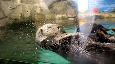 可愛さ超ド級！福岡「マリンワールド海の中道」の生きものたち