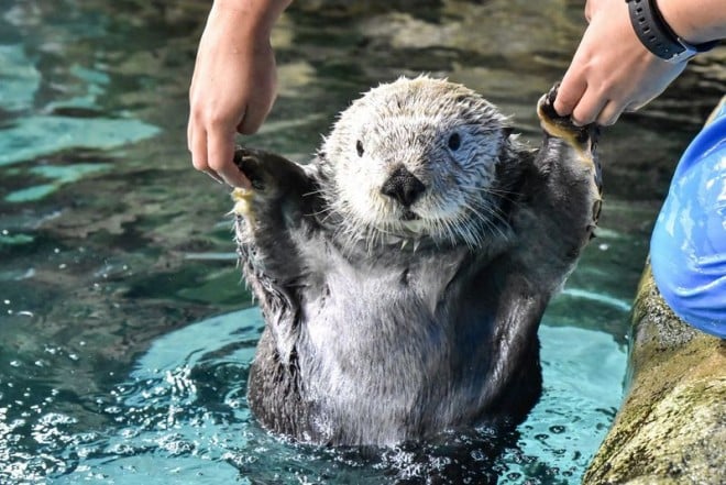 可愛さ超ド級！福岡「マリンワールド海の中道」の生きものたち | ORICON NEWS