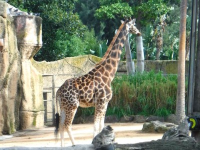 コアラにカモノハシ メルボルン動物園でオーストラリアの動物に会う Oricon News