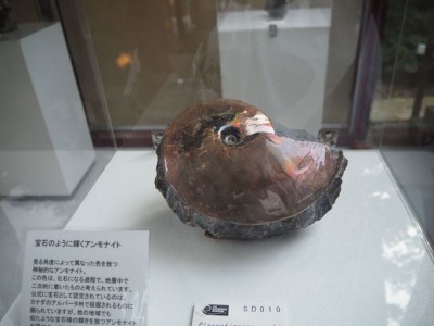 太古の昔へ思い馳せ「伊豆アンモナイト博物館」で化石発掘体験