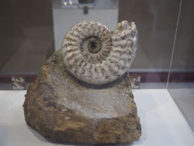 太古の昔へ思い馳せ 伊豆アンモナイト博物館 で化石発掘体験 Oricon News