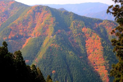 和歌山 高野龍神スカイライン は紅葉が美しい関西屈指の絶景道 Oricon News