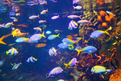 思わず虜になる！大阪・海遊館のかわいい海の生き物たち | ORICON NEWS