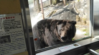 ヒグマの可愛い仕草に胸キュン！登別クマ牧場の楽しい休日 | ORICON NEWS