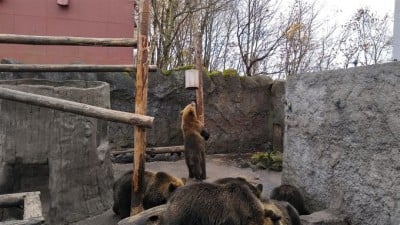 ヒグマの可愛い仕草に胸キュン！登別クマ牧場の楽しい休日 | ORICON NEWS