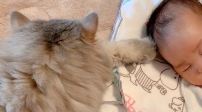 えー腕枕してる 生後9カ月の赤ちゃんと見守り猫たちが超絶かわいい件 Eltha エルザ