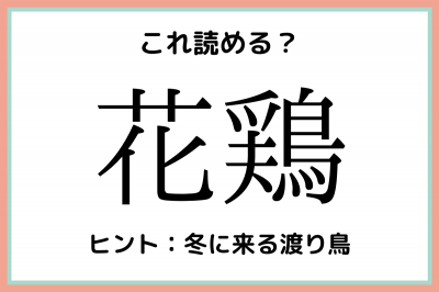 花鶏 はなどり 読めたらスゴイ 難読漢字 4選 Eltha エルザ