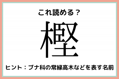 樫 堅い木 読めたらスゴイ 木へんの難読漢字 4選 Eltha エルザ