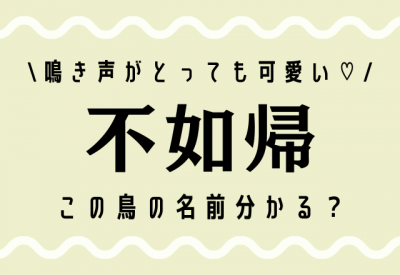 鳴き声がとっても可愛い 不如帰 この鳥の名前分かる Oricon News