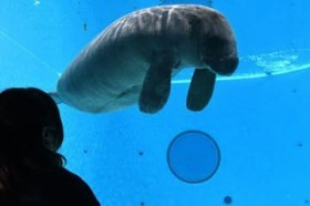 �}�i�e�B�[�ق����j���[�A�� �̋����Č��A�^�[�R�C�Y�u���[�Ŗ��邢��Ԃ�