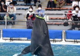 �I�L����񌀏��3�΁u�T���v�f�r���[ ����Ɠ�������ő�W�����v ����C������