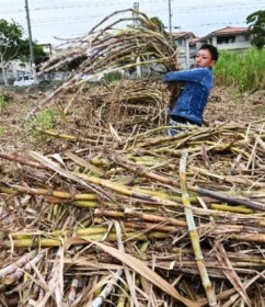 ���傤�~�� ��銦���A�L�r����Ɋ�  �{���암�Ŏ��n��