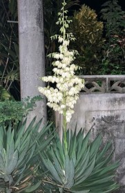 ��20�N�Ԃ�ɊJ��!�A�c�o�L�~�K������ �Z���u�A���̕s�v�c�������v