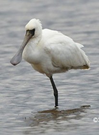 �n�蒹������ɂ���Ă��� �i�x�d���A�N���c���w���T�M