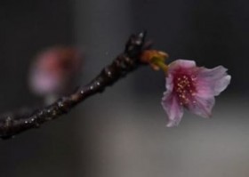 �ߔe�ŃT�N���u�J�Ԑ錾�v���N���14������ �ō��C��22.6�x