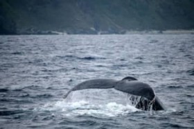 �~�̊C�A�N�W���I�X ���Ԗ��Ńz�G�[���E�I�b�`���O�c�A�[�ĊJ