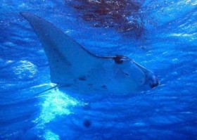 �������j���ɗ�������}���^ �C�O���s����߂��J�b�v���ɖK�ꂽ���