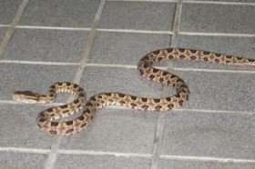 �^�C�����n�u�A����{���Ő����g�� �Ӗ�Â⍡�A�m�ł��m�F�u���̂����������v