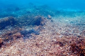 ���[�ō��ʂ̕Ӗ�ÍH����D�A�T���S�ʂ�j���� �C��ɋ������i��