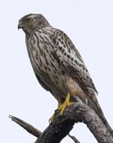 �쐼�����ŏ��Ȃ��I�I�^�J�̗c�����m�F ���Ԗ����E���Ó�