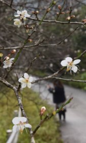 ����s�Ŕ~�̉Ԃ��J�� �ō��C��14�x ��N���Ⴍ