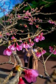 �u���{�ꑁ�炫�v�����R�ʂ� ����E�{�������d�x�ł��傤������܂�