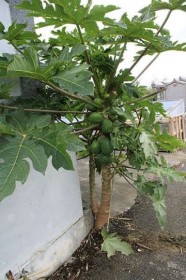 �u�Ǎ����p�p�C�A�v�����Ɏ��� �����ɂ�������20�� �{����