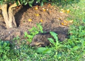 �ۂ��ۂ��z�C�ɗU���āc�C�m�V�V�̎q�ǂ������ɃS���� �V�[�N���[�T�[�H��ɏn�� ����E��X��