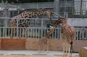 14�N�Ԃ�Ԃ����L�����a��!�u�X�[�p�[���Y�v������������ ���ꂱ�ǂ��̍�