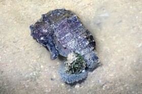 �����ɎQ����!�^�c�m�I�g�V�S�ł܂��� �͌��t�߂ŉ������ ����E����