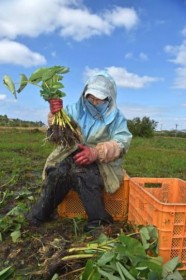 �^�[�����Ɉ���߂� �����A�A���t���s�[�N