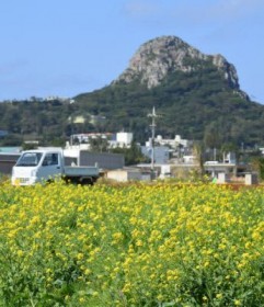 �|�J�|�J�z�C�ɂ������� �ɍ] �؂̉� ��ʂɍ炫�ւ�