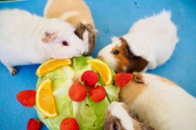 �N�}�ɃE�}�A���X���� 6�������Œa������ ���ꂱ�ǂ��̍��ŊJ��