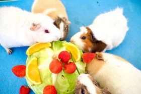 �N�}�ɃE�}�A���X���� 6�������Œa������ ���ꂱ�ǂ��̍��ŊJ��